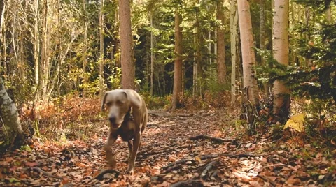 Weimaraner dog runing through trail in autumn. Stock Footage 55658132