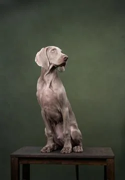 Weimaraner Dog on Stool Stock Photos