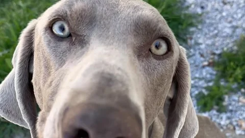 Weimaraner German Shepherd and Labrador Dogs Outdoors on Stone Ground Stock Footage 335598091