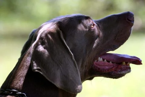 Weimaraner Head Stock Photos