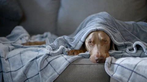 Weimaraner napping under soft blankets. Stock Footage 129714098