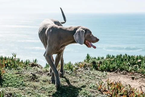 A Weimaraner or Weimar Pointer breed dog walks outdoors against the backdrop of Stock Photos