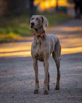 Weimaraner in the park Stock Photos