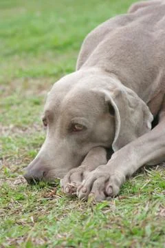 Weimaraner Foto stock
