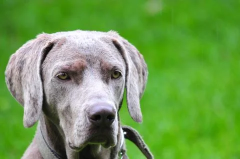Weimaraner Foto stock