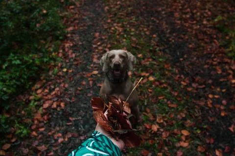Weimaraner playing with leaves Stock Photos