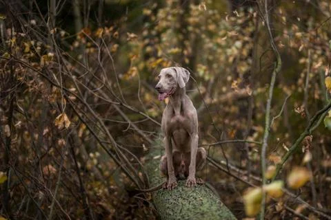 Weimaraner posing on a tree in autumn landscape Stock Photos