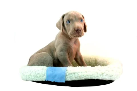 Weimaraner pup Stock Photos