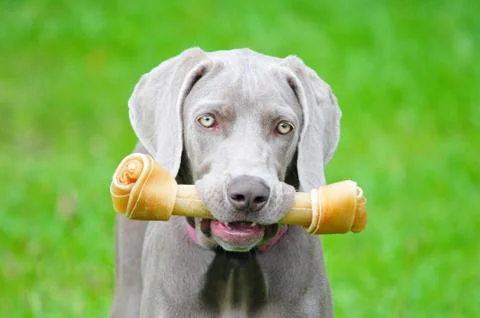 Weimaraner pup Stock Photos