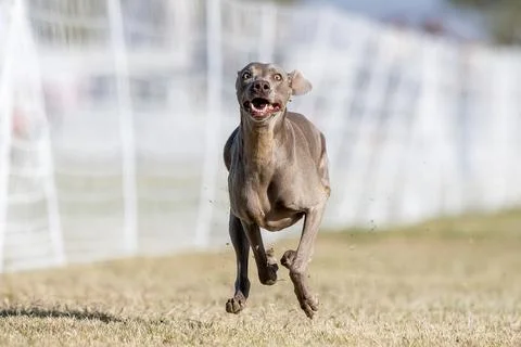 Weimaraner Running Lure Course Sprint Dog Sport Stock Photos
