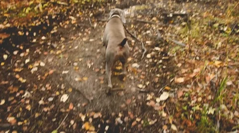 Weimaraner runs away down autumn path. Stock Footage