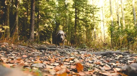 Weimaraner runs towards owner on autumn path. Stock Footage