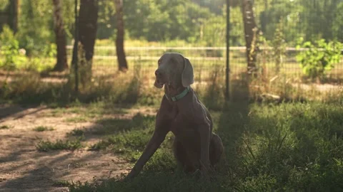 Weimaraner sit on a summer sunset Stock Footage 231492961