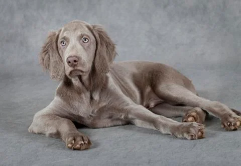 Weimaraner, three months old Foto stock