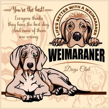 Weimaraner - vector set for t-shirt, logo and template badges on light Stock Illustration