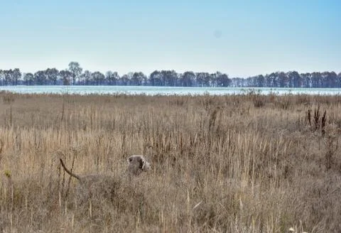 Weimaraner. Weimar Pointer. The dog on the hunt for partridge. Dog on point i Stock Photos