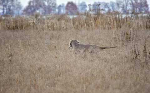 Weimaraner. Weimar Pointer. The dog on the hunt for partridge. Dog on point i Stock Photos