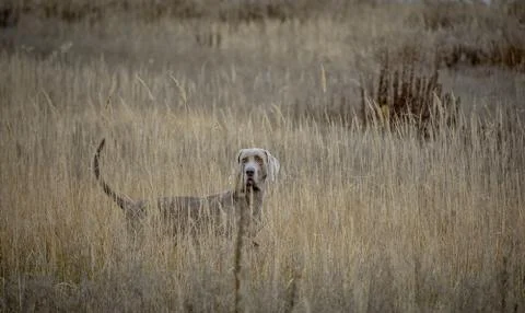 Weimaraner. Weimar Pointer. The dog on the hunt for partridge. Dog on point i Stock Photos