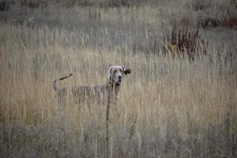 Weimaraner. Weimar Pointer. The dog on the hunt for partridge. View of the do Stock Photos