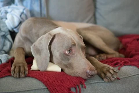 Weimaranerandbone Stock Photos