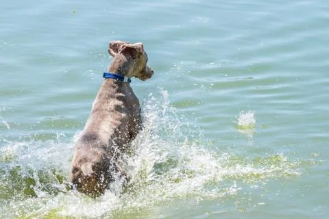 Weimaranersplashing Stock Photos