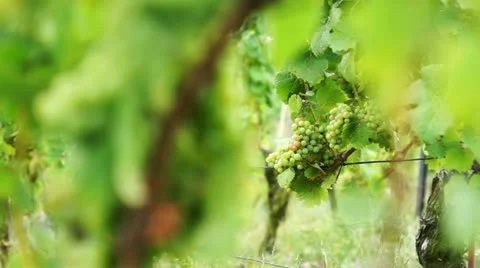 Weinberg Stock Footage 11918571