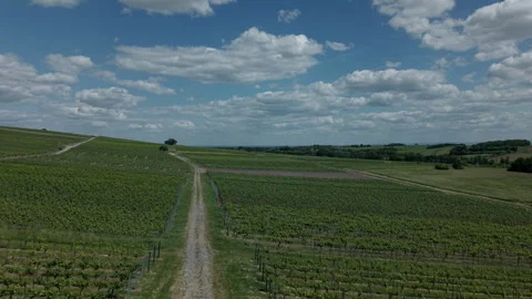 Weinberge5 Stock Footage 310221712