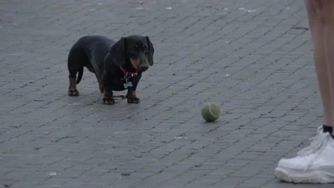 Weiner Dog With Ball In Piazza Navona, Rome, Italy Stock Footage 155018463
