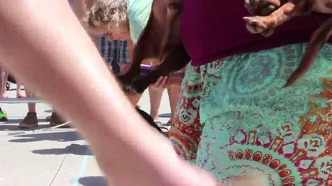 Weiner Dogs at Starting Line Stock-Footage 69211004