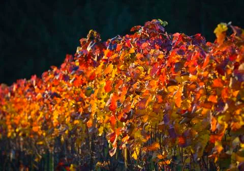 Weingarten- vineyard Stock Photos