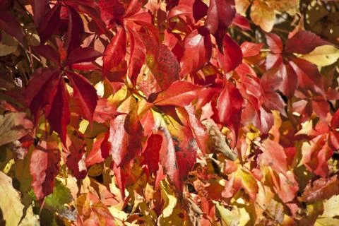 Weinlaub Stock Photos