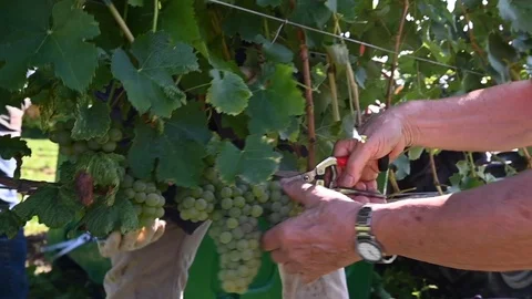 Weinlese Stock Footage 116432044