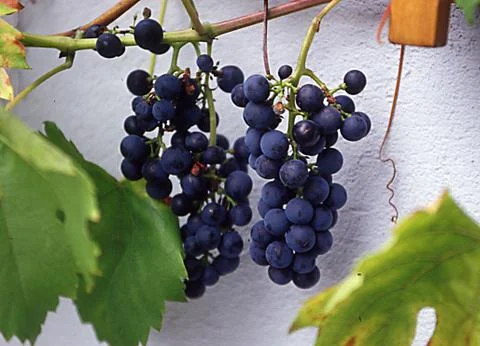 Weinreben Foto stock