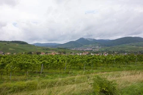 Weinstrasse Stock Photos