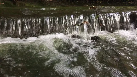 Weir in the forest stream Stock Footage 79098081