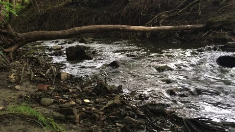 Weir in the forest stream Stock Footage 79098114