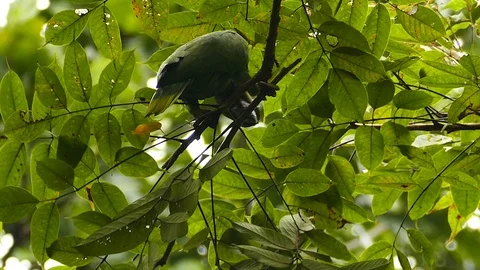 Weird behavior shows parrot cutting and eating inside of branch Stock Footage 123550901
