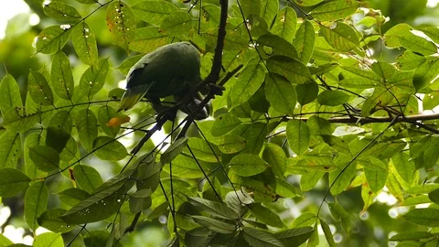 Weird behavior shows parrot cutting and eating inside of branch - HD Video stock 128678667