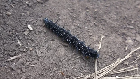 Weird Black Caterpillar Crawling Stock Footage 103286371