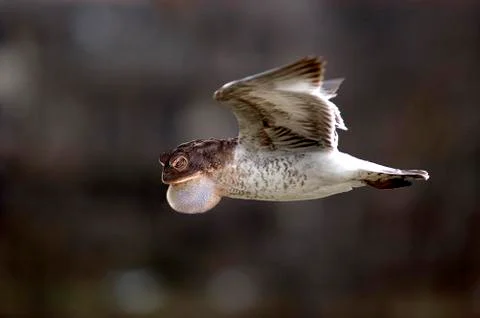A weird blend of a toad and a seagull in flight 스톡 사진