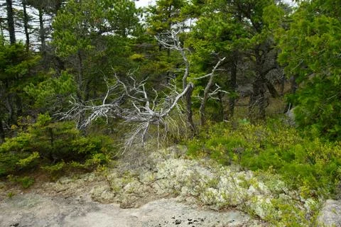 Weird dry tree with broken branch surrounded with lush  coniferous vegetation Stock Photos