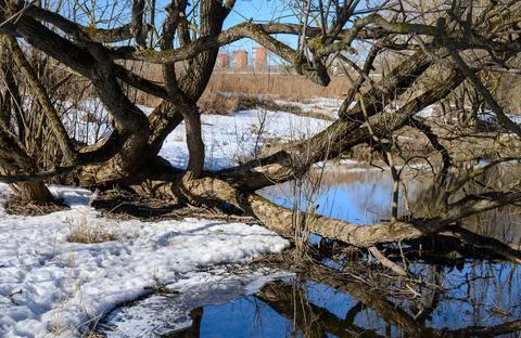 Weird forked tree at a creek side in spring. The tree trunk and its branches  Stock Photos