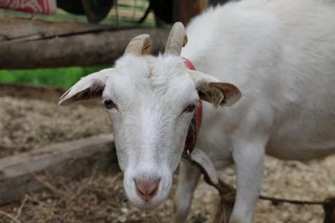 Weird Goat Foto stock