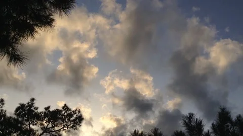 Weird Grey And White clouds on Blue Sky &amp; Pine Tree Needles Stock Footage 119687899