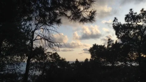 Weird Grey And White clouds on Blue Sky &amp; Pine Tree Needles Silhouette Stock Footage 119687928