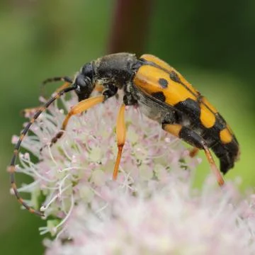 Weird insect Stock Photos