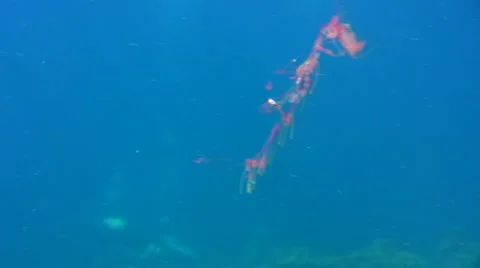 Weird jellyfish looking like an eye 2 Stock Footage 6765860