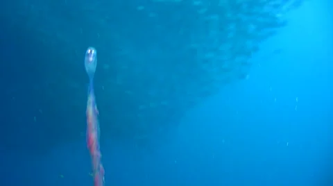 Weird jellyfish looking like an eye 3 Stock Footage 6766043