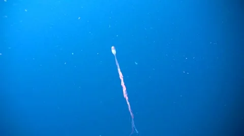 Weird jellyfish looking like an eye 4 Stock Footage 7909732