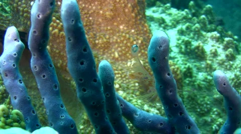 Weird jellyfish looking like an eye Stock Footage 6765730